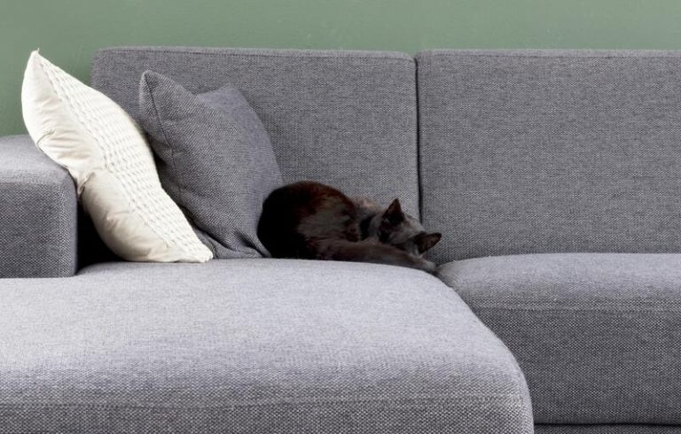 black cat sleeping on sofa